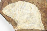 Fossil Ginkgo Leaf From North Dakota - Paleocene #201246-1